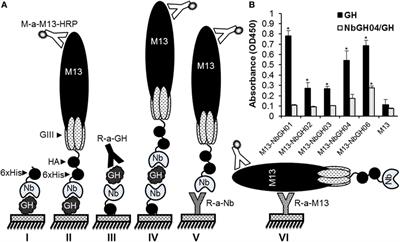 Exploiting Nanobodies in the Detection and Quantification of Human Growth Hormone via Phage-Sandwich Enzyme-Linked Immunosorbent Assay